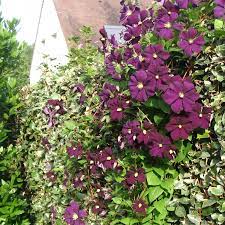 [3269] CLEMATIS WARSZAWSKA NIKE CLT 7 175/200