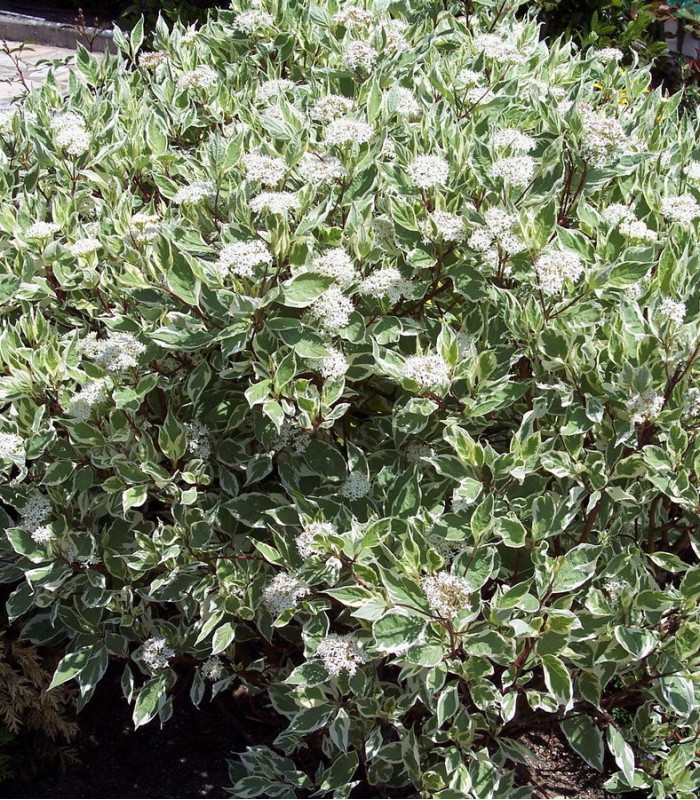 CORNUS ALBA ELEGANTISSIMA (C. A. ARGENTEOMARGINATA) 100/125