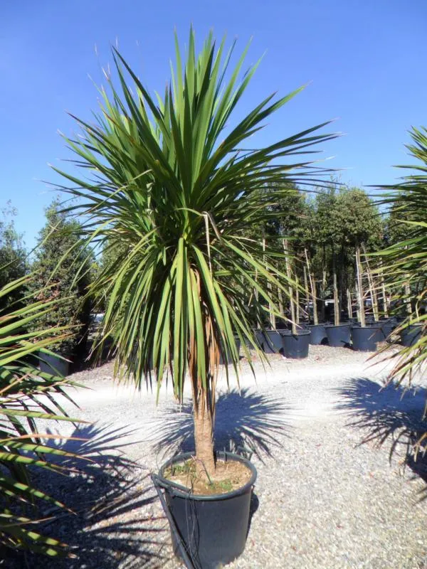 [4343] DRACAENA INDIVISA (CORDYLINE INDIVISA) TORBAY DAZZLER CLT 5 (POT 5L, 60/80)