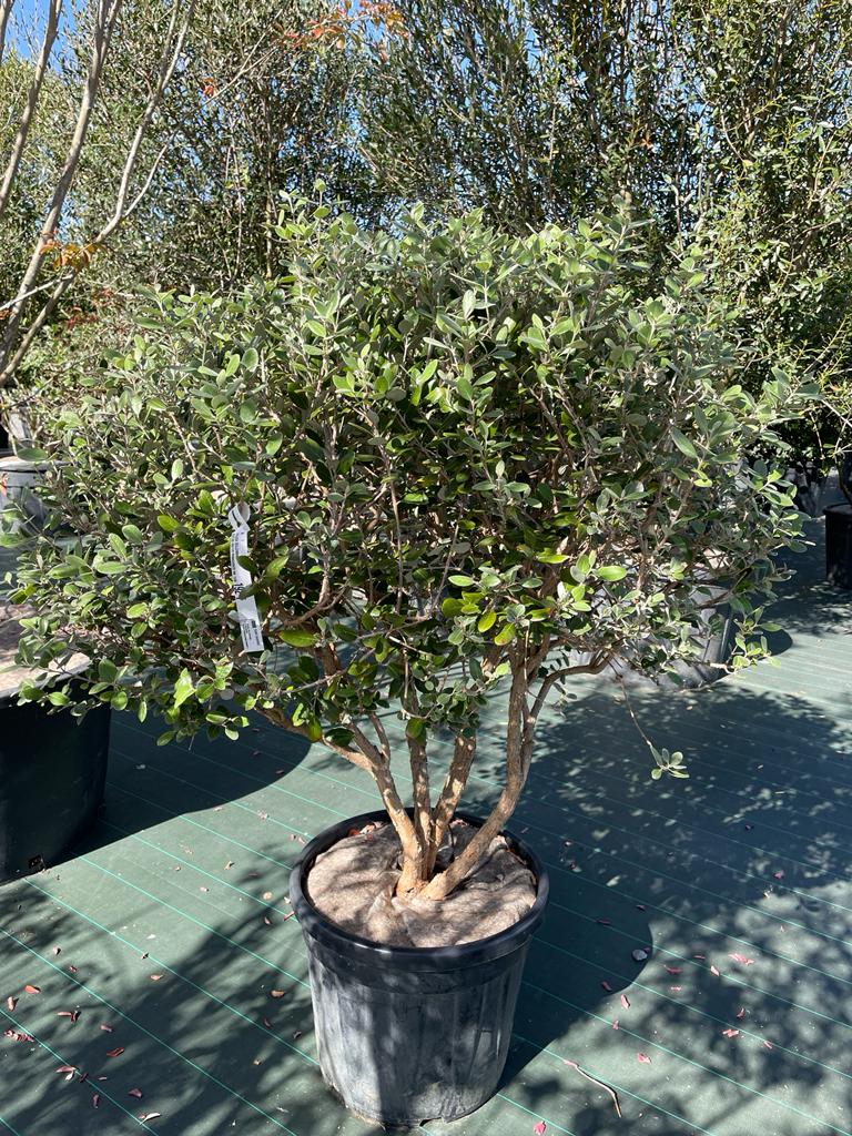 [5126] FEIJOA SELLOWIANA PARACHUTE 100/125 (POT 45L)