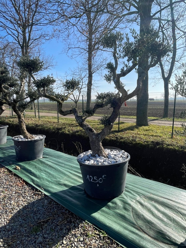 [8287] OLEA EUROPAEA (OLIVIER) CLT 230-285 PLATEAUX (ROUGE)
