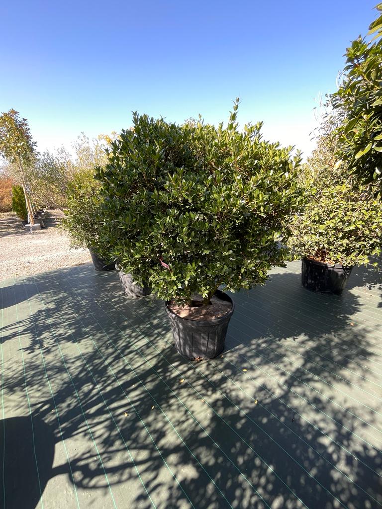 [8498] OSMANTHUS HETEROPHYLLUS CLT 70 PARACHUTE 125/150 (POT 70L, 125/150, PARACHUTE)