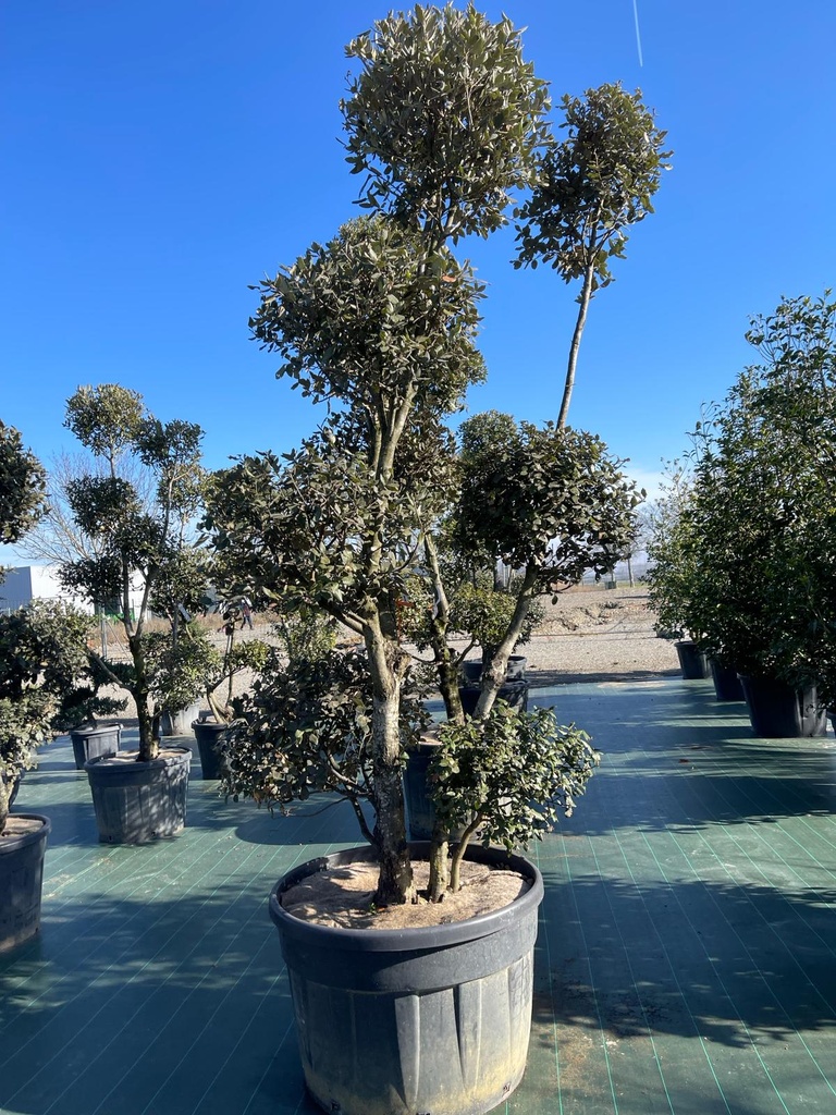 [10462] QUERCUS ILEX POMPONS 250/300 (POT 230L)