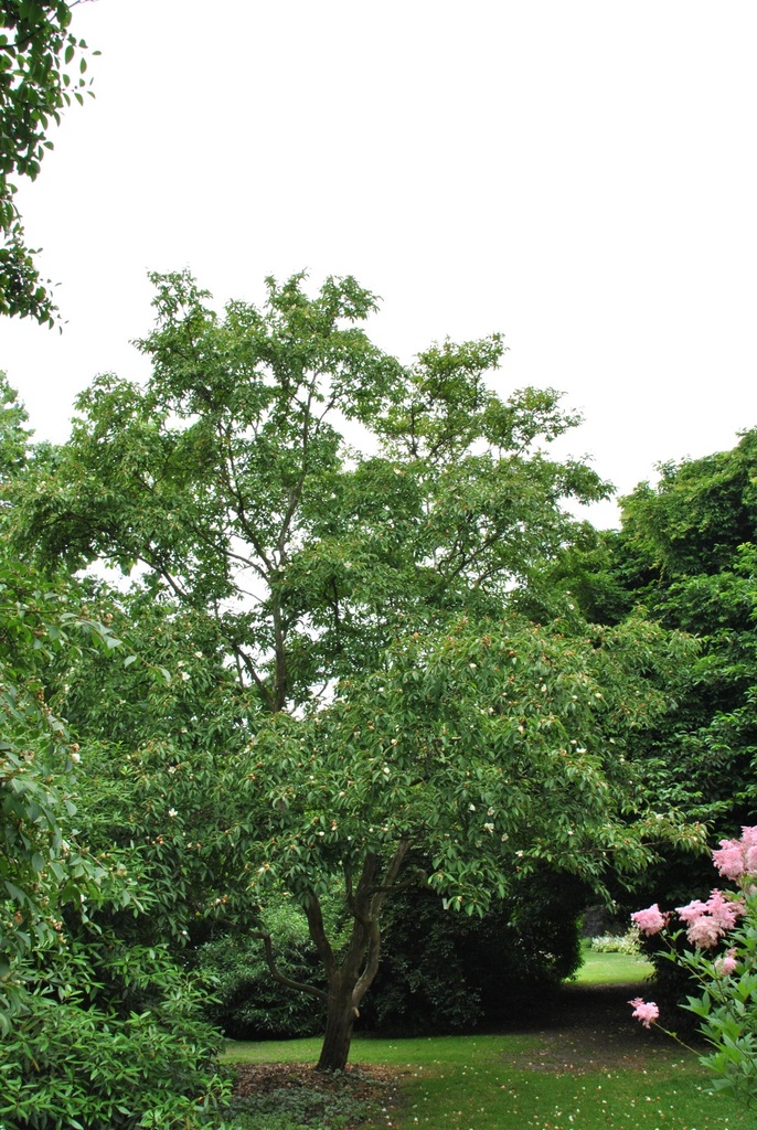 [11496] STEWARTIA PSEUDOCAMELLIA 200/250 (POT 70L)