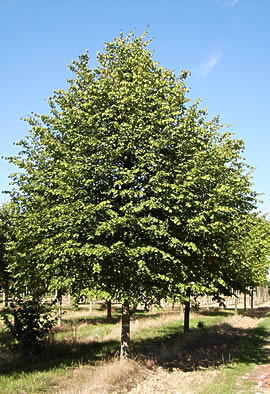TILIA CORDATA CLT 350 PARACHUTE 350/400