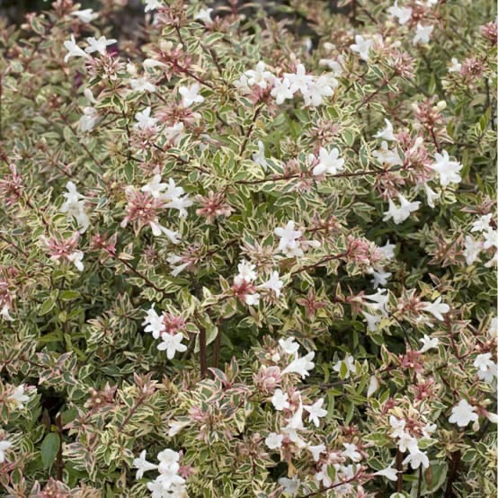 ABELIA CONFETTI 40/60