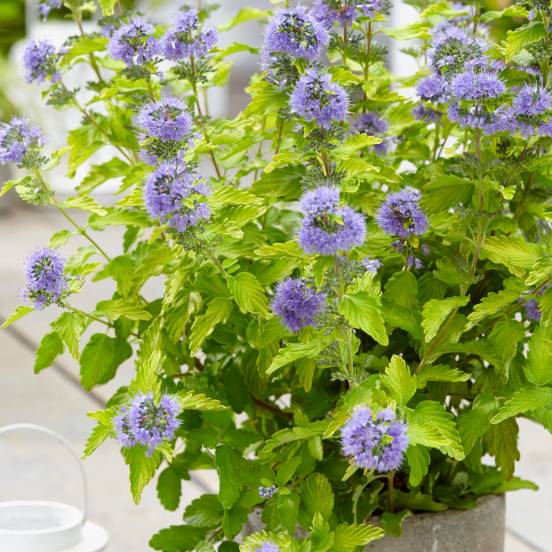[2591] CARYOPTERIS CLANDONENSIS HINT OF GOLD 40/60 (POT 10L, 40/60)