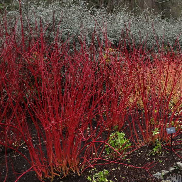 CORNUS ALBA BATON ROUGE 100/125