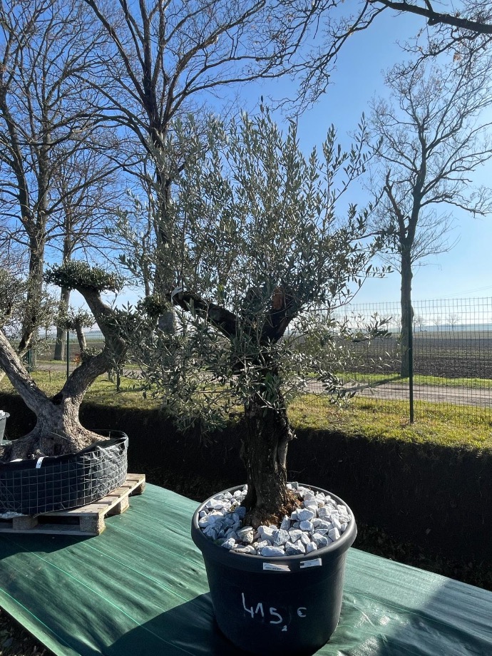 [8279] OLEA EUROPAEA (OLIVIER) TRONC TOSCANE (BLEU) (POT 170L, TYPE 2)