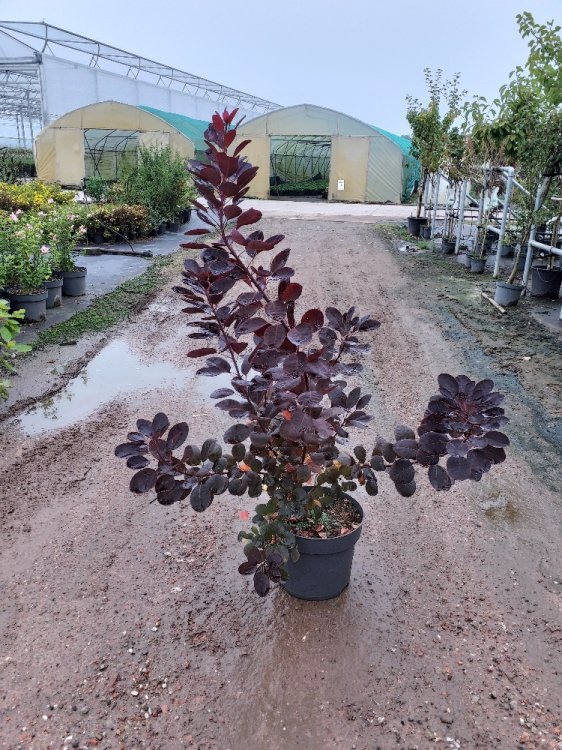 COTINUS COGGYGRIA CLT 10 80/100