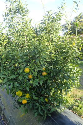 CITRUS JUNO (YUZU) CLT 20 DEMI TIGE