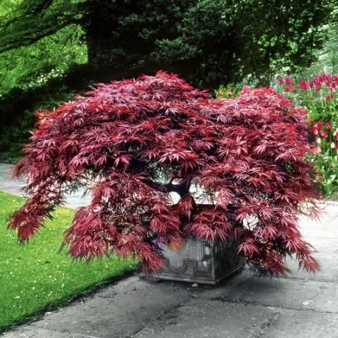ACER PALMATUM DISSECTUM GARNET CLT 5-7 TRONC 60/80