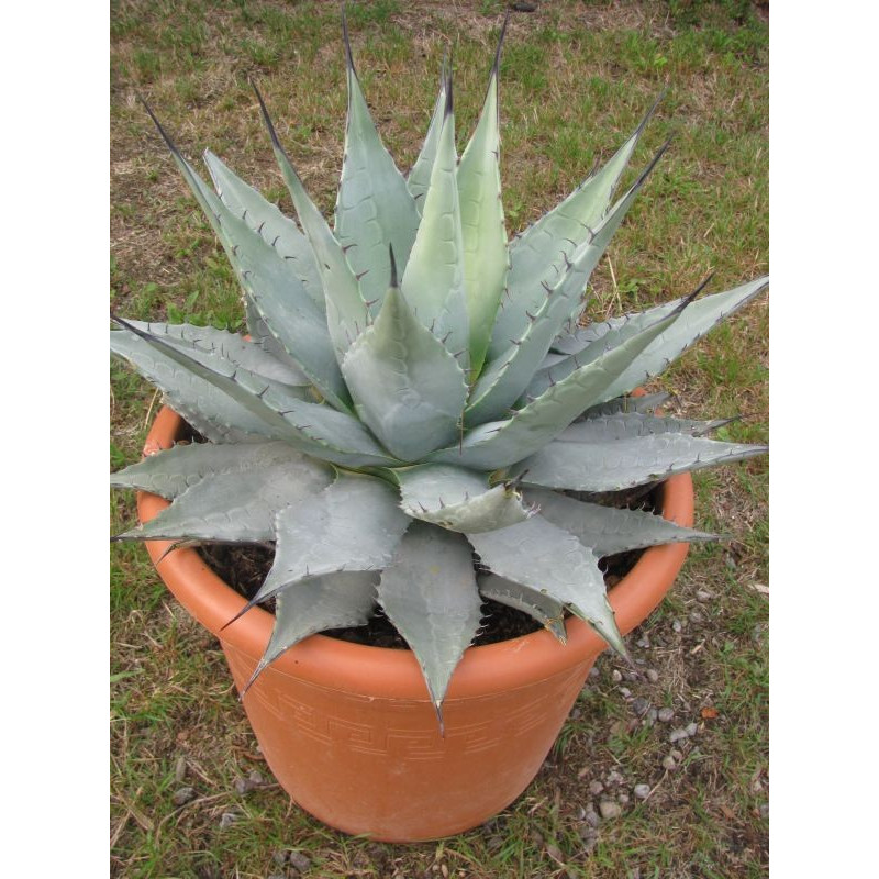 AGAVE PARRYI