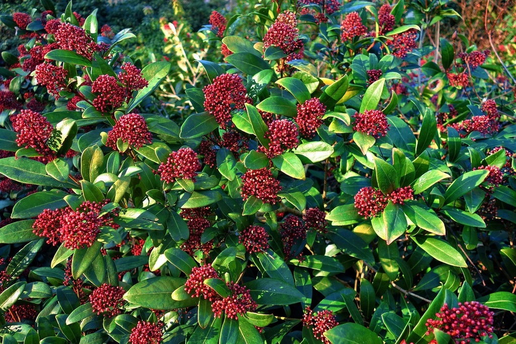 SKIMMIA JAPONICA CLT 2-3