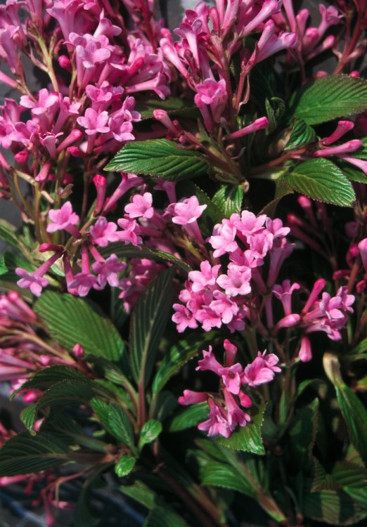 [12264] VIBURNUM BODNANTENSE DAWN 80/100 (POT 10L)