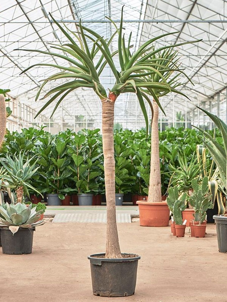 ALOE BAINESII CLT 90 1 TRONC