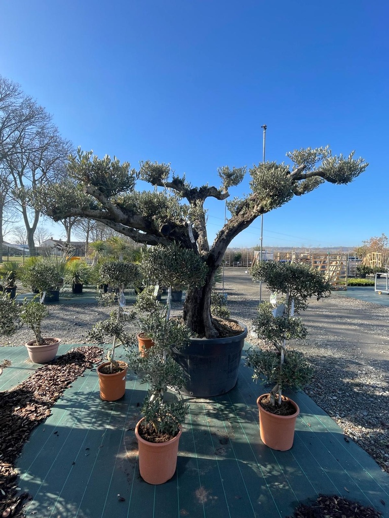 OLEA EUROPAEA (OLIVIER) PATA (ROSE)