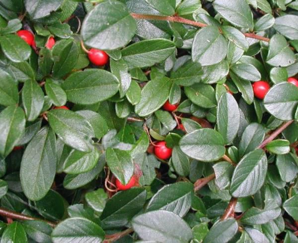 [3658] COTONEASTER DAMMERI 30/40 (POT 2-3L)