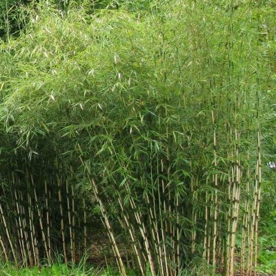 [5080] FARGESIA ROBUSTA CAMPBELL 150/175 (POT 10L)