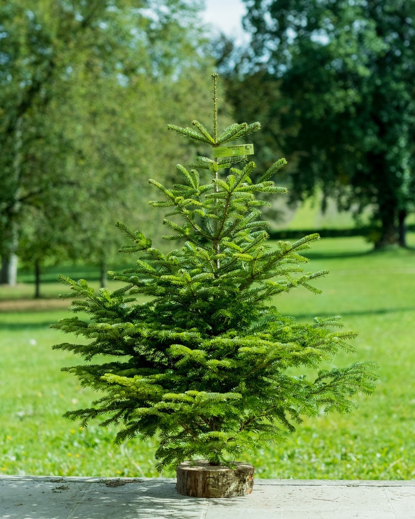SAPIN NORDMANN COUPE 100/150 PIED TAILLE DIAM 50 (ROUGE)