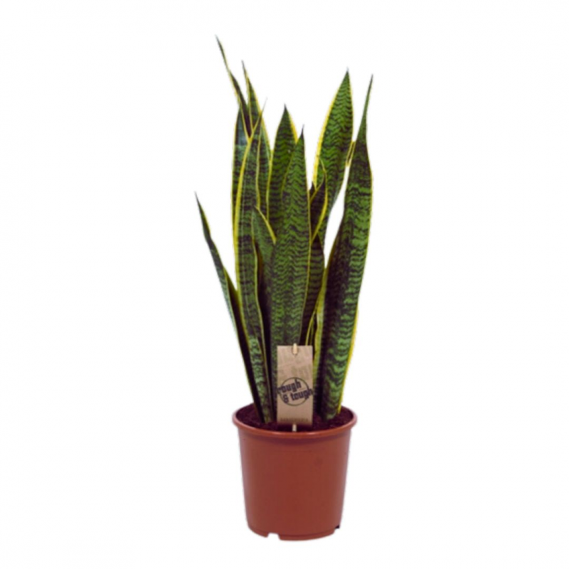 [11121] SANSEVERIA LAURENTI POT DE 21