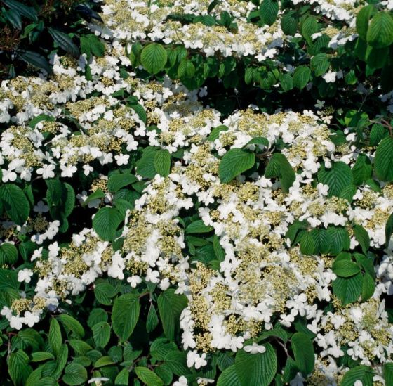 VIBURNUM PLICATUM LANARTH CLT 35 80/100