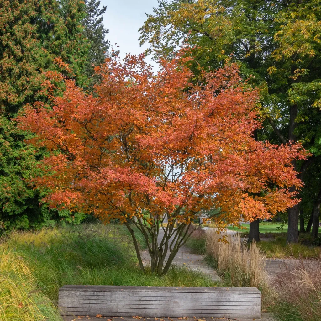 AMELANCHIER LAMARCKII (CANADENSIS) 80/100