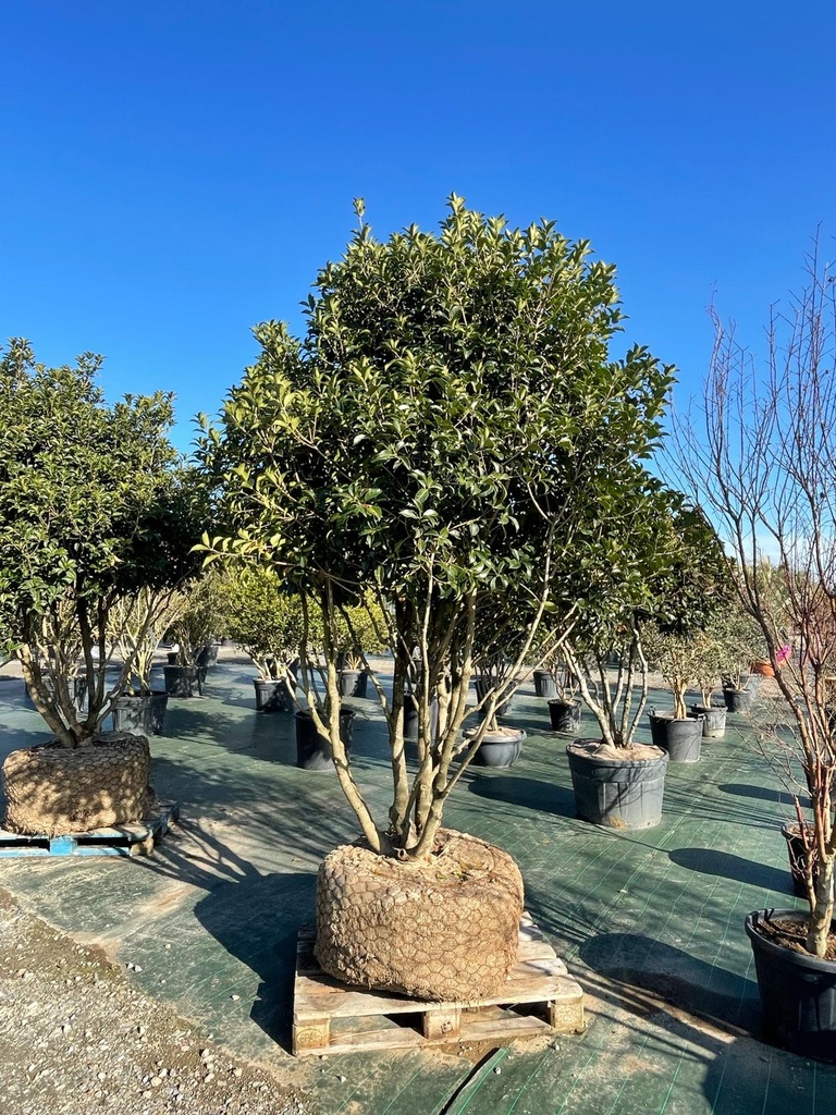 [8462] OSMANTHUS AQUIFOLIUM MG PARACHUTE 200/250
