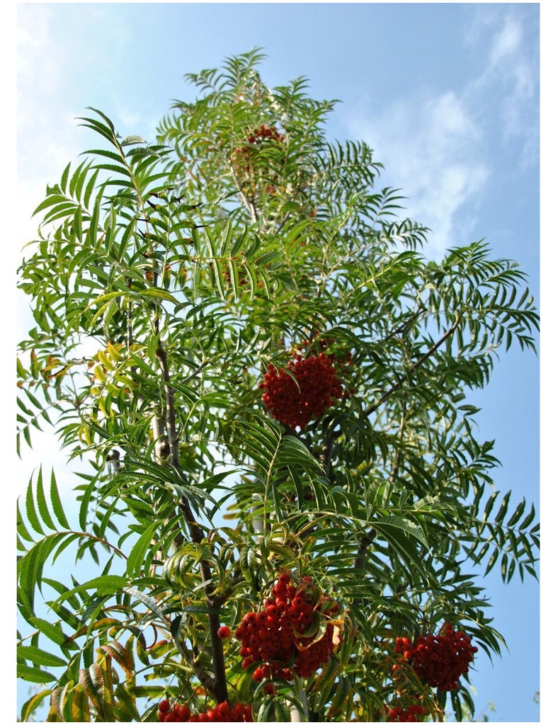 SORBUS COMMIXTA DODONG 150/200