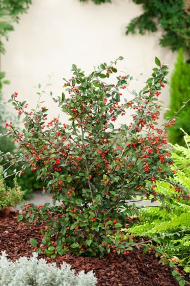 COTONEASTER FRANCHETII CLT 10 100/125