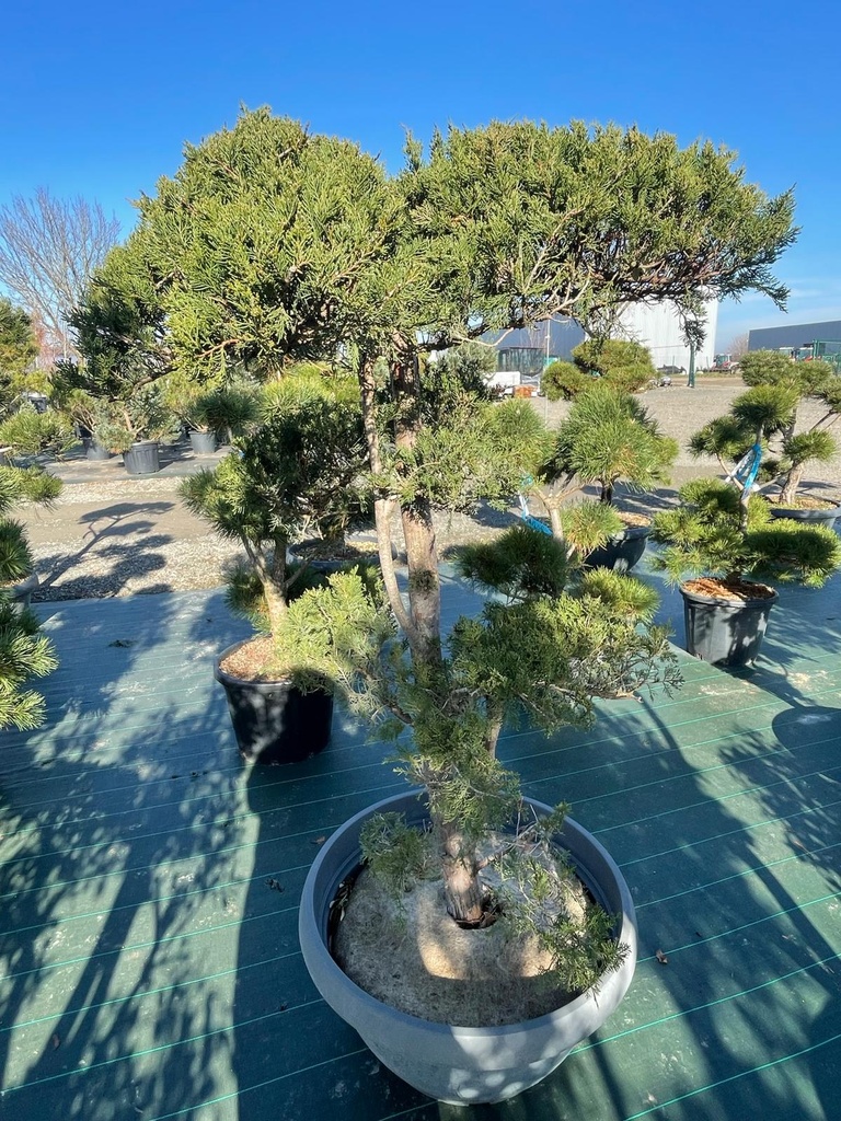 JUNIPERUS SABINA TAMARISCIFOLIA COUPE 60 BONSAI 100/125