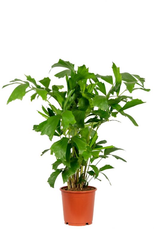 CARYOTA MITIS CLT 45 200/250