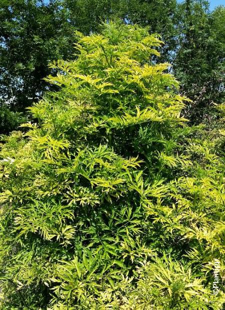 [11108] SAMBUCUS NIGRA GOLDEN TOWER CLT 120 250/300