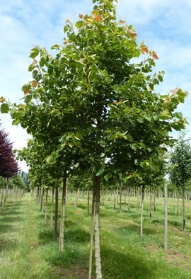 TILIA HENRYANA TIGE 20-25