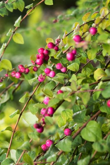 [11548] SYMPHORICARPOS CHENAULTII HANCOCK 40/60 (POT 3L)