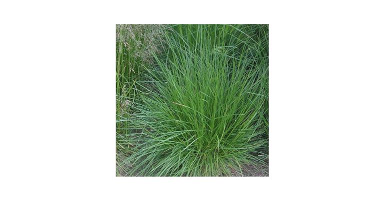 DESCHAMPSIA CESPITOSA GDT