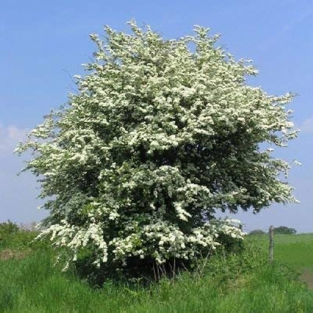 CRATAEGUS MONOGYNA MG 150/175