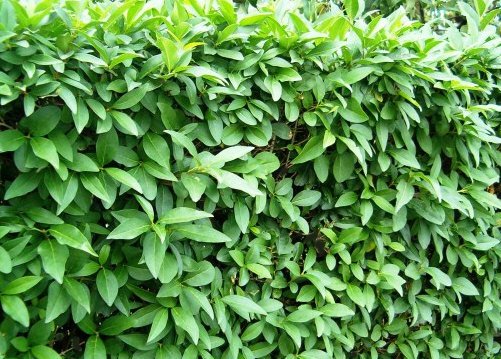 LIGUSTRUM VULGARE CLT 18 150/175