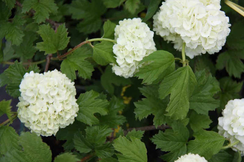 VIBURNUM OPULUS CLT 35 150/175