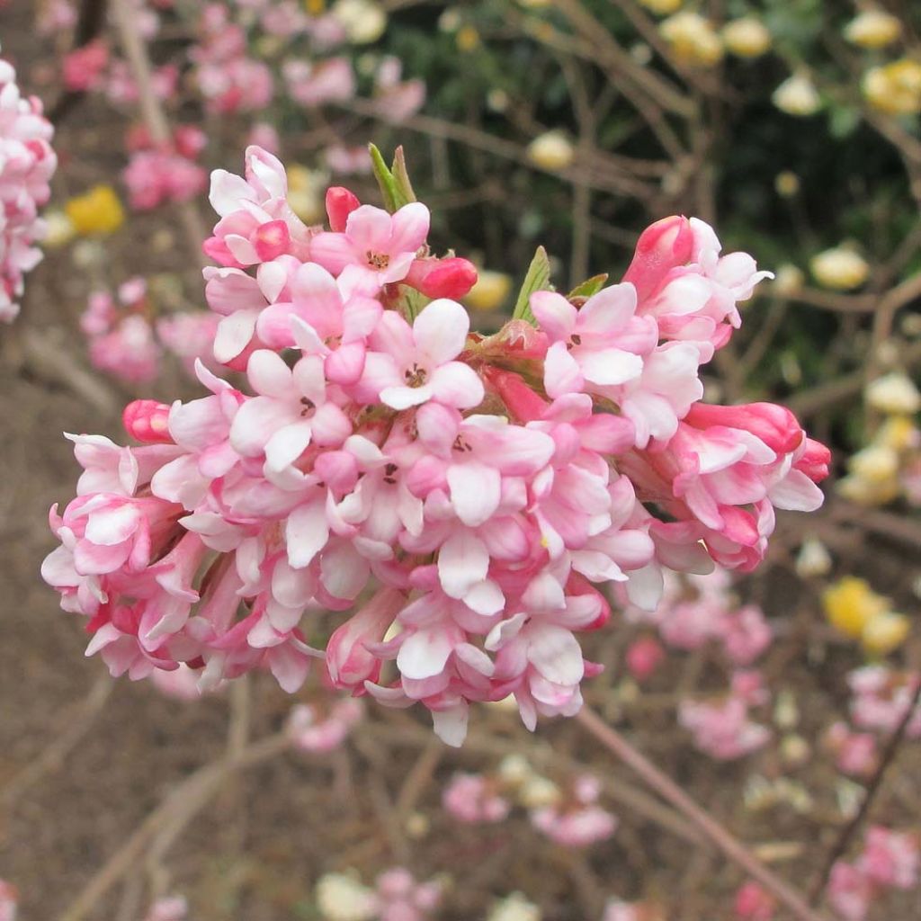 VIBURNUM BODNANTENSE DAWN CLT 3 60/80