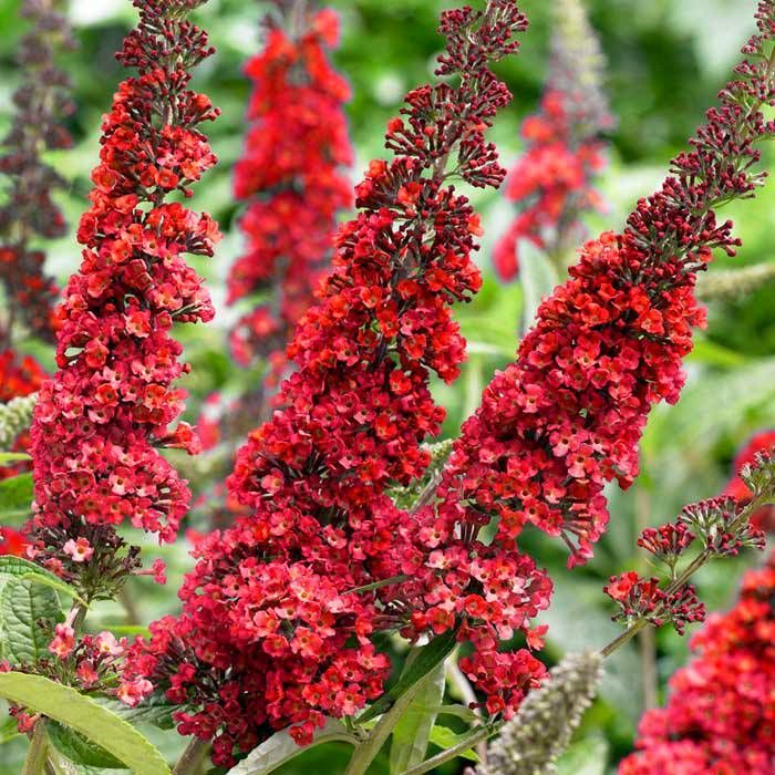 [2006] BUDDLEIA DAVIDII ROYAL RED CLT 10 80/100