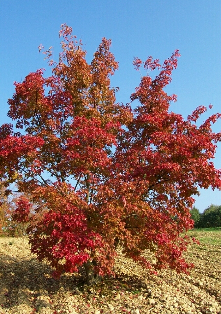ACER TATARICUM GINNALA MG TIGE 12-14