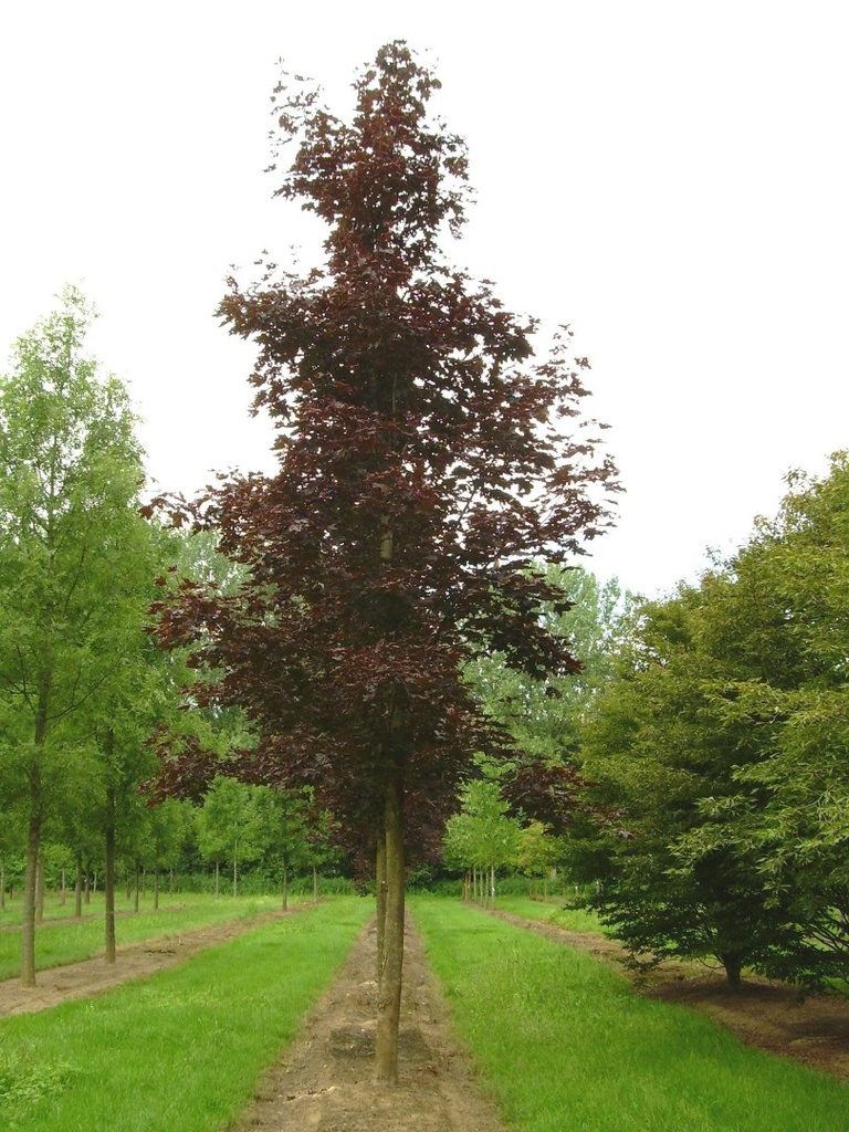 ACER PLATANOIDES CRIMSON KING CLT 25 TIGE 10-12