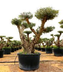 OLEA PETIT BONSAI POMPON
