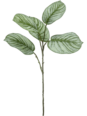 [1325] ARTIFICIEL CALATHEA 70 CM