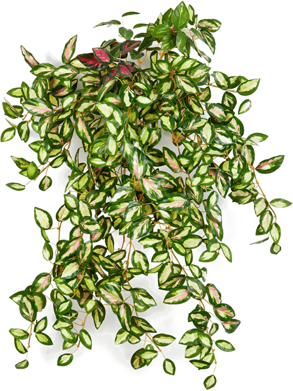[1393] ARTIFICIEL HOYA 50 CM