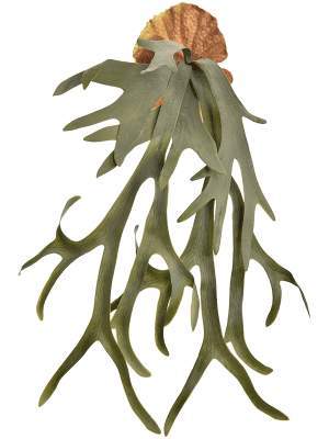 [1454] ARTIFICIEL STAGHORN FERN 65 CM