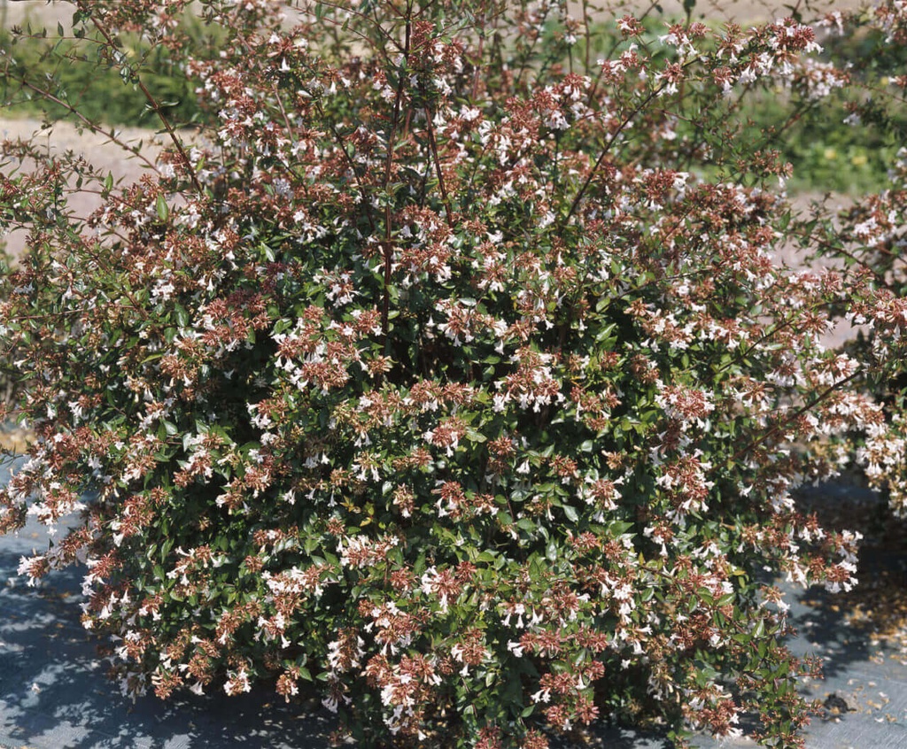 [11] ABELIA GRANDIFLORA 80/100 (POT 10L)