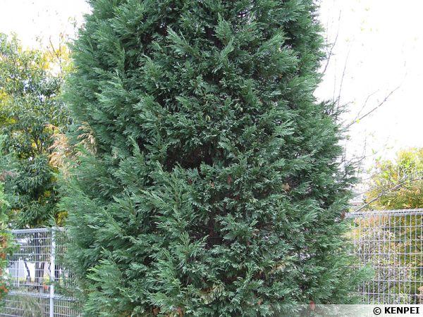 [3925] CUPRESSUS LEYLANDII CLT 3 60/80