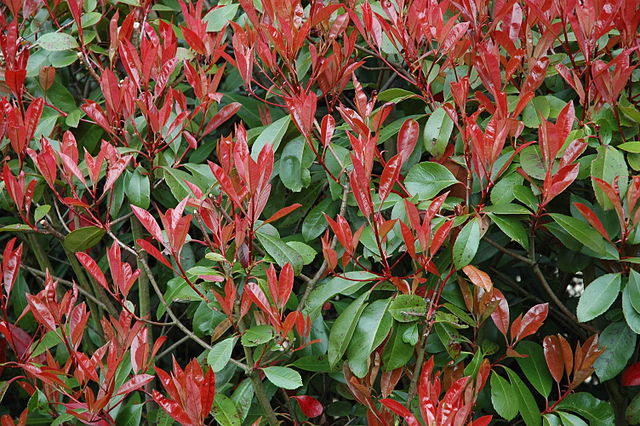 [4448] PHOTINIA FRASERI RED ROBIN 80/100 (POT 5L)
